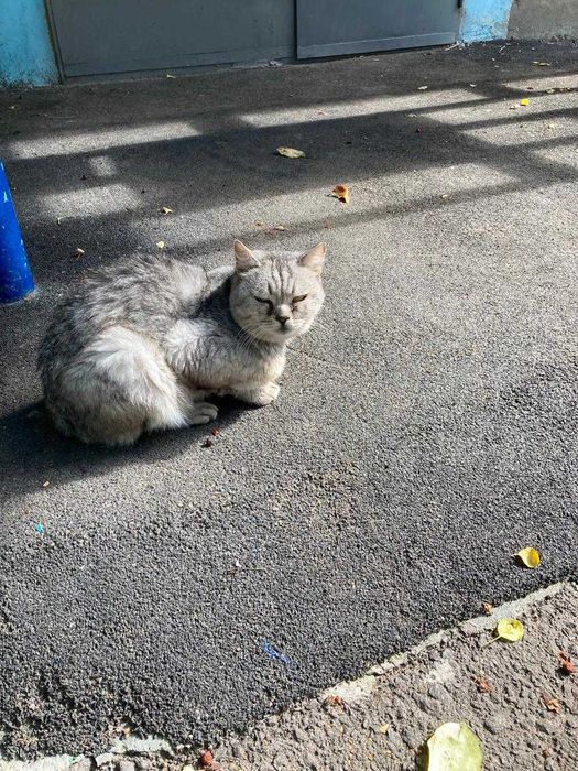 Британец ищет дом!