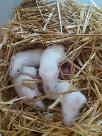Лабораторные мыши на корм