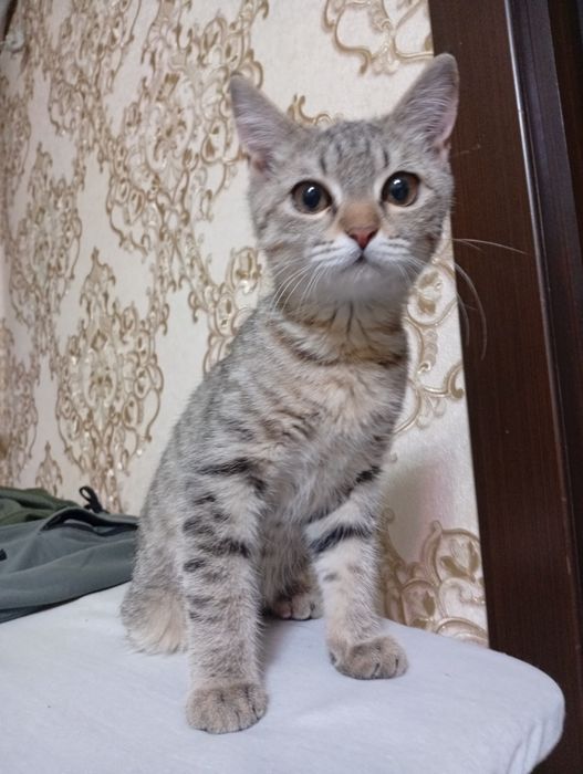 БЕСПЛАТНО котенок  мальчик 2 месяца,  отдам в хорошие добрые руки