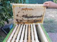 Vând miere naturala de albine + rame cu faguri cu miere