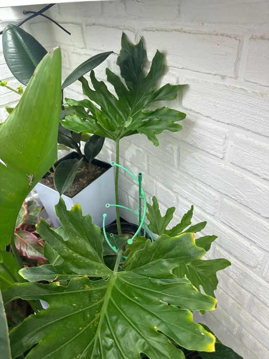 Комнатные растения доя дома и офиса.