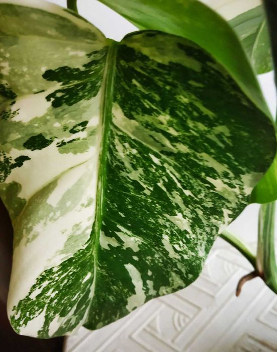 Монстера Альба -экзотика в вашем доме