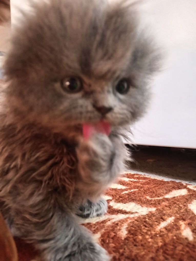 Котята Хайленд Фолд