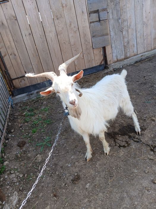 Vând țap..detalii la telefon