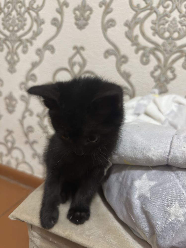 Mushuk sotiladi 3 ta 1 oʻgʻil 2 ta qiz