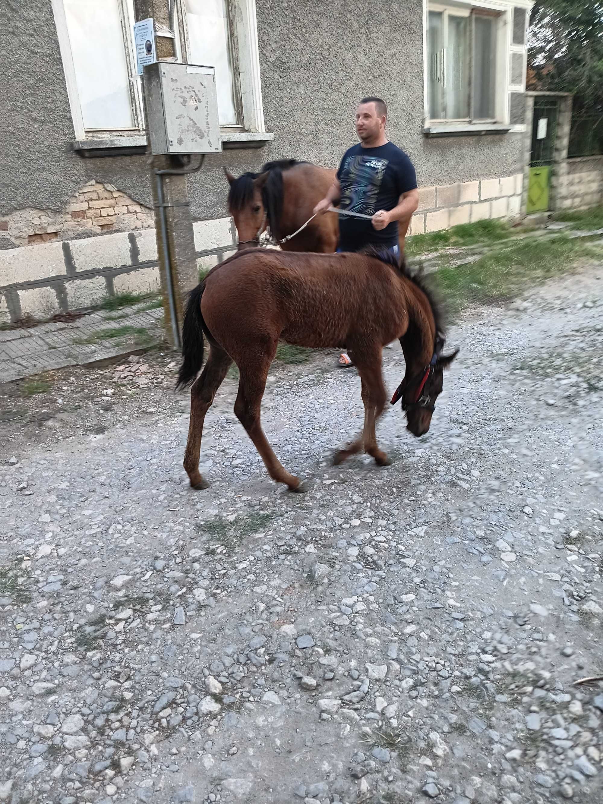 Продавам кобила с конче и каруца