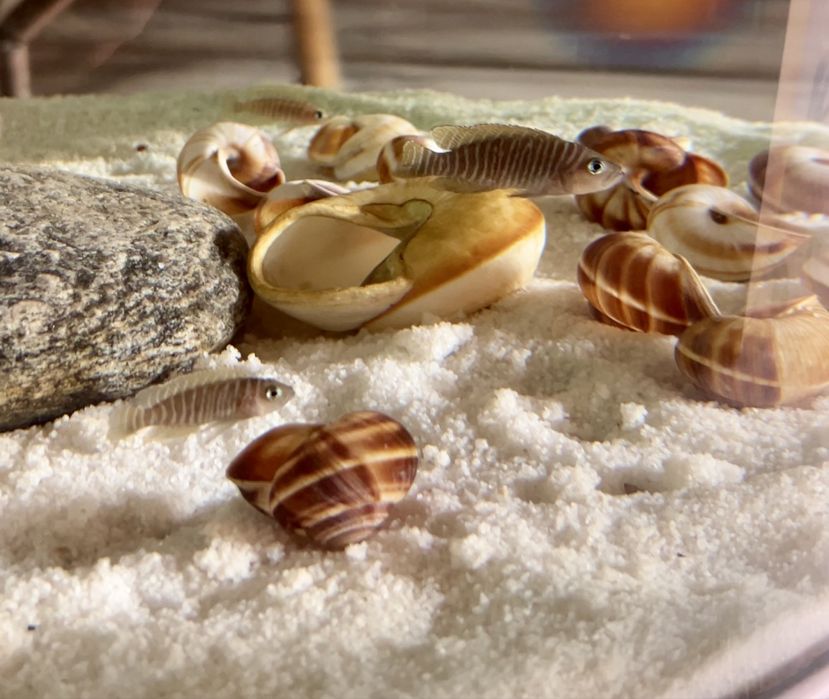 Lamprologus Similis Karilani WF