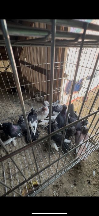 Porumbei disponibili sau la schimb