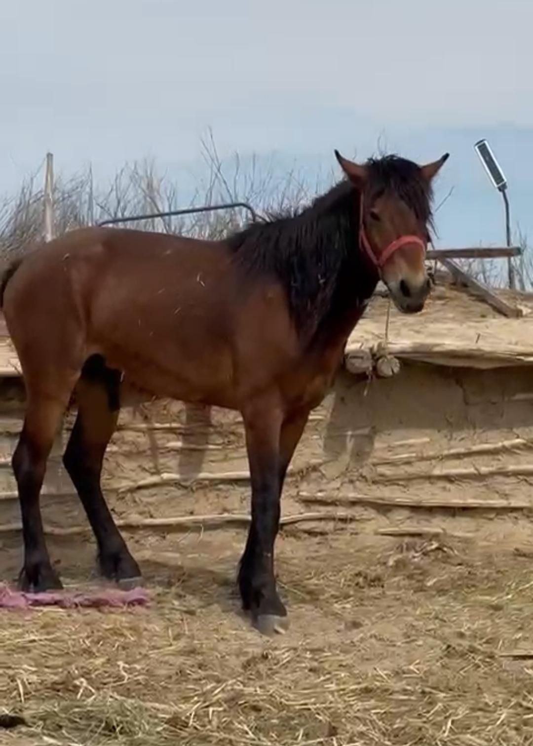 Продам, лошадь. Донен сатылады