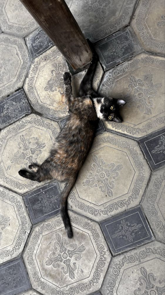 Отдам котенка, девочку