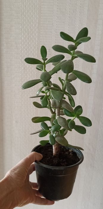 Крассула, толстянка, денежное дерево