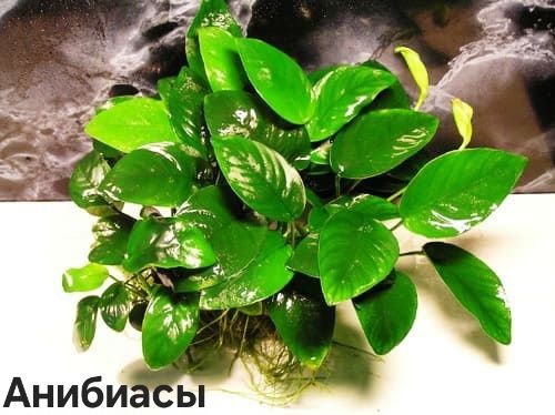 Растения для дома