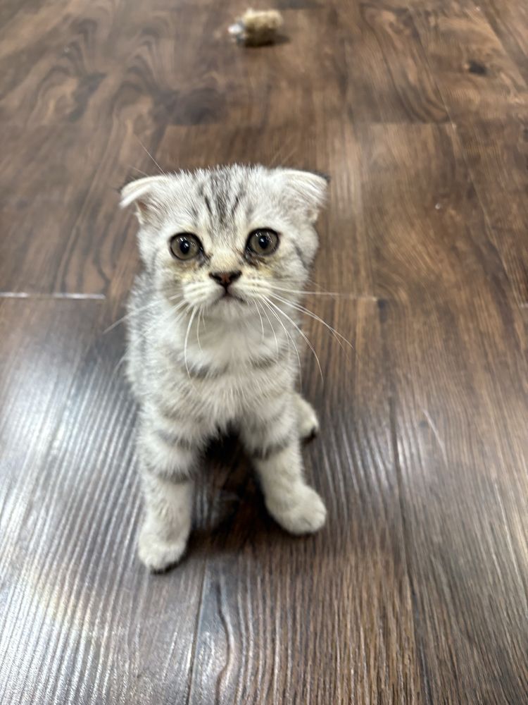 Продам  котенка шиншила фолд