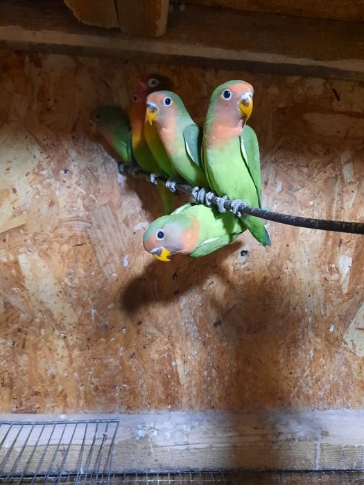 Agapornis disponibili