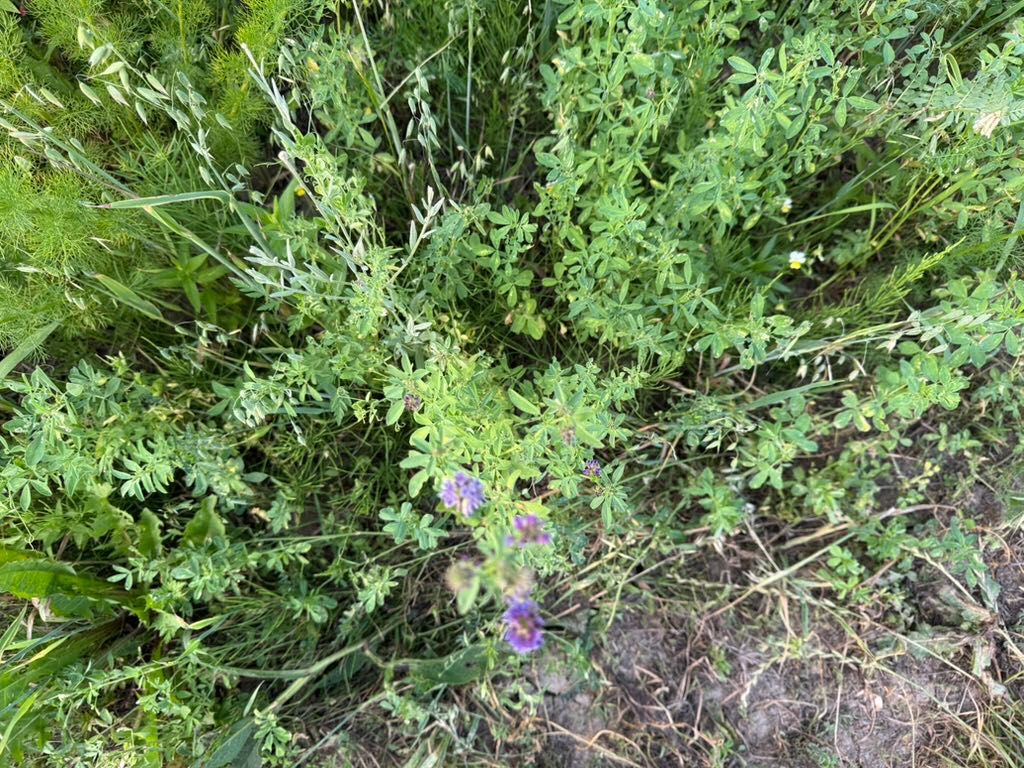 Baloți de LUCERNĂ cu fân din FLORI DE CÂMP și ovăz verde