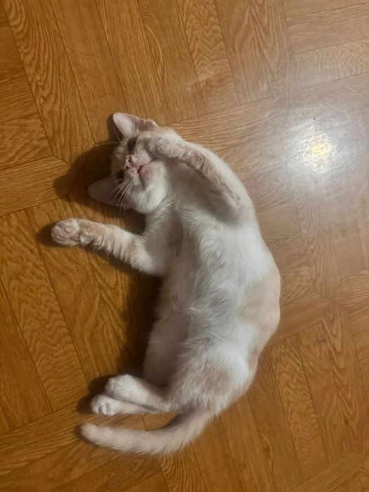 Отдам котика в хорошие руки,