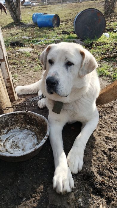 продам төбет, 2 годика