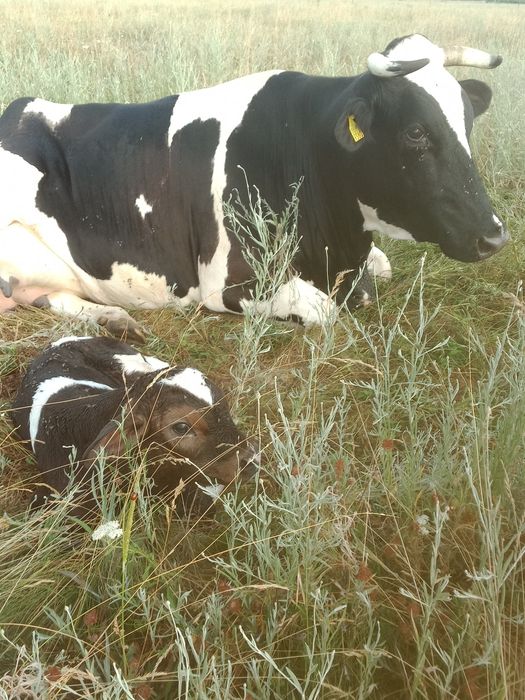 Vând vacă cu lapte