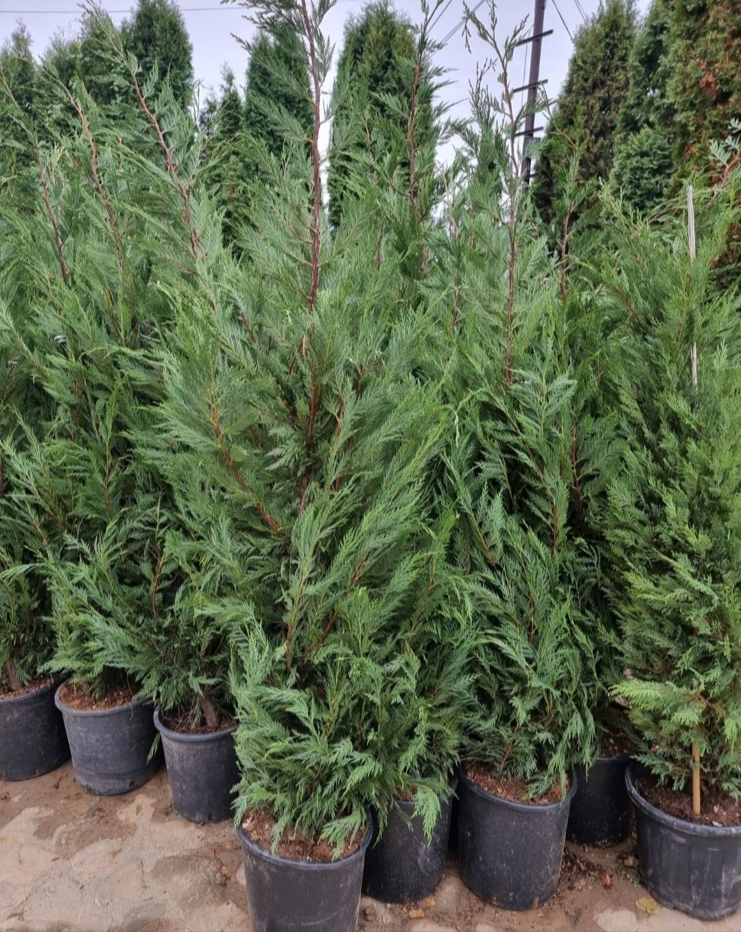 Leylandii la super preț, 1m-3m Leylandii gard viu plante ornamentale