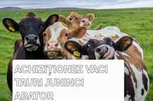 Vaci tauri juninci abatorizare