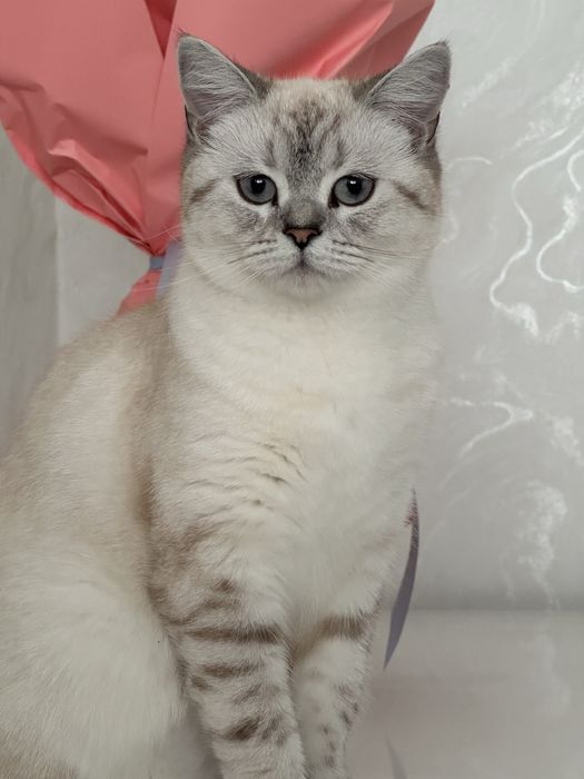 Ищем кота для вязки