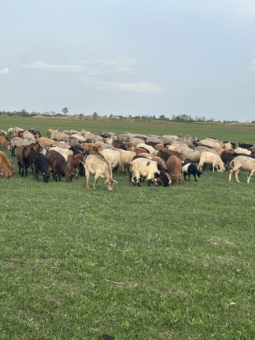 Vand 120 de oi si 3 berbeci tigaie sarbeasca