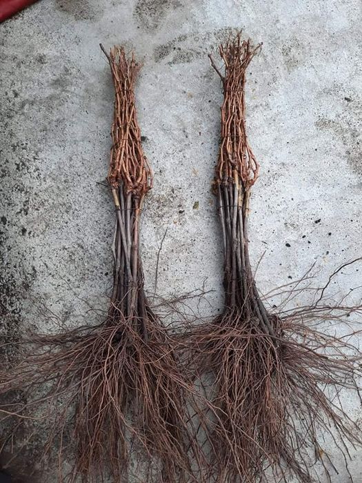 Butași Viță De Vie