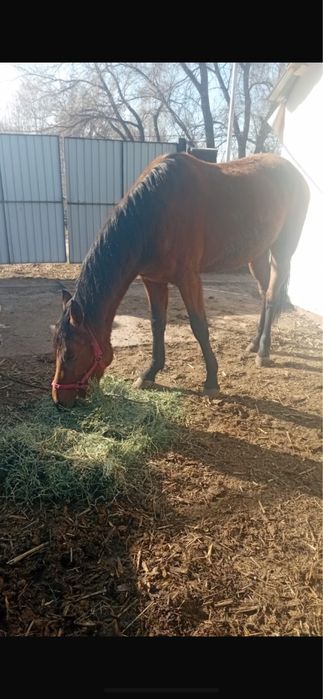 Продам кабылу 2х летка