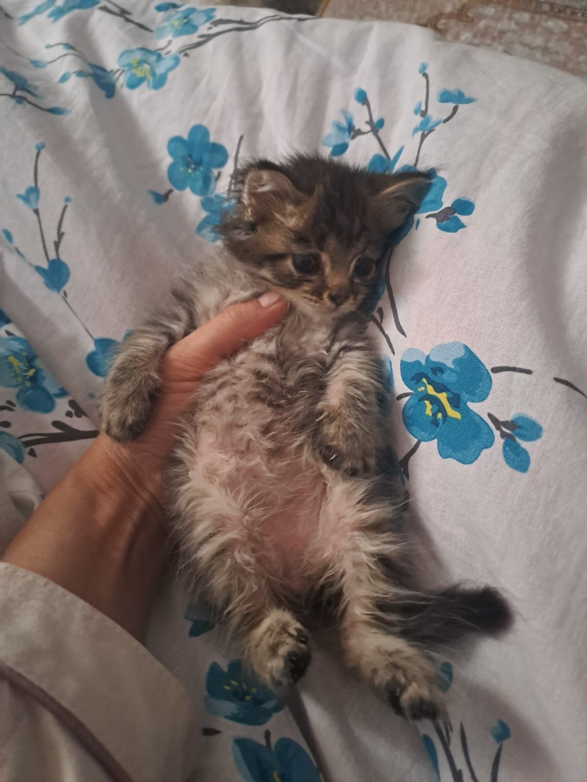 Кошка кот котенок