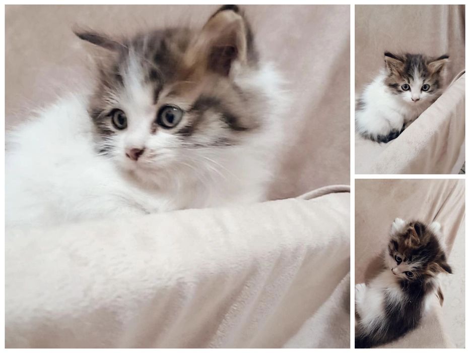 Очаровательный пушистик ищет добрые руки!