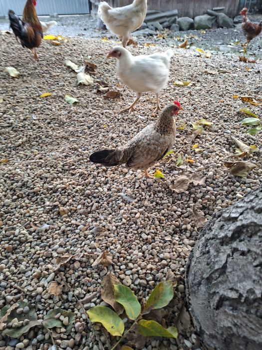 Vand 10 gainuse de iopan