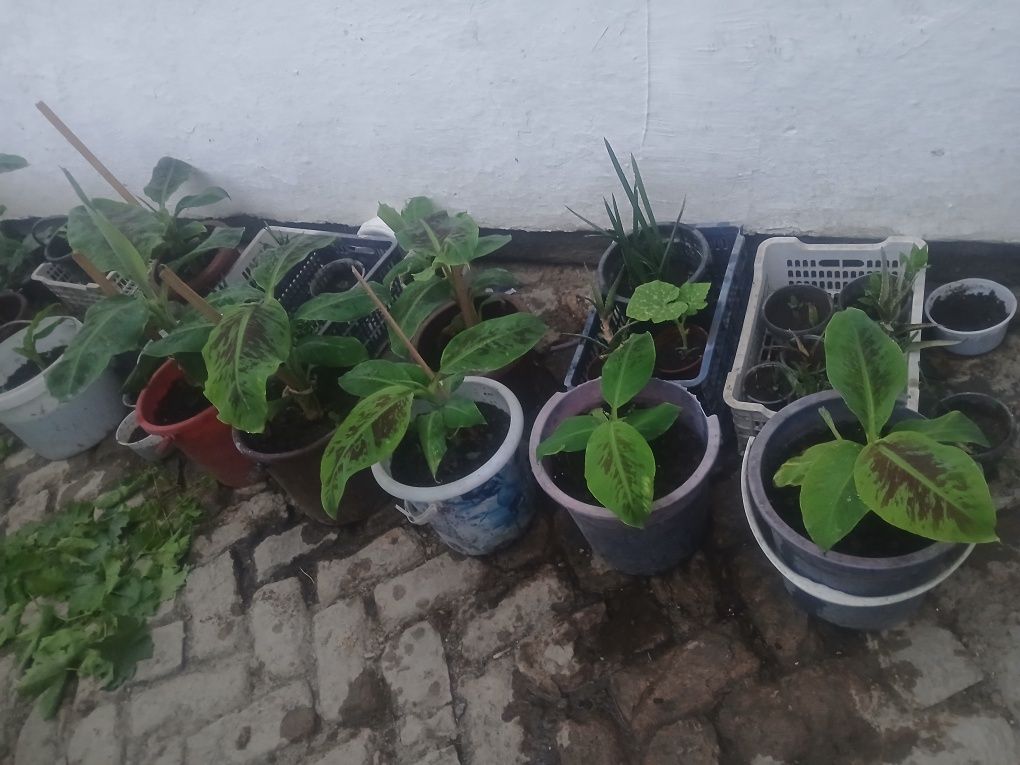 Banan ko‘chatlari sotiladi