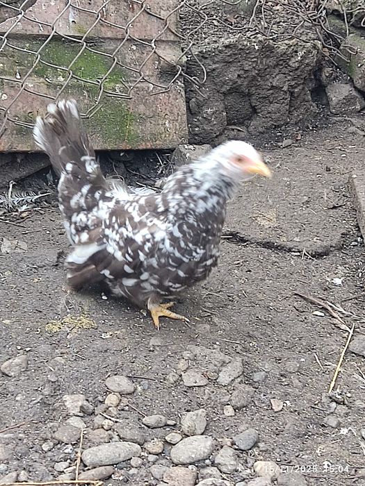 De vânzare o familie de chabo