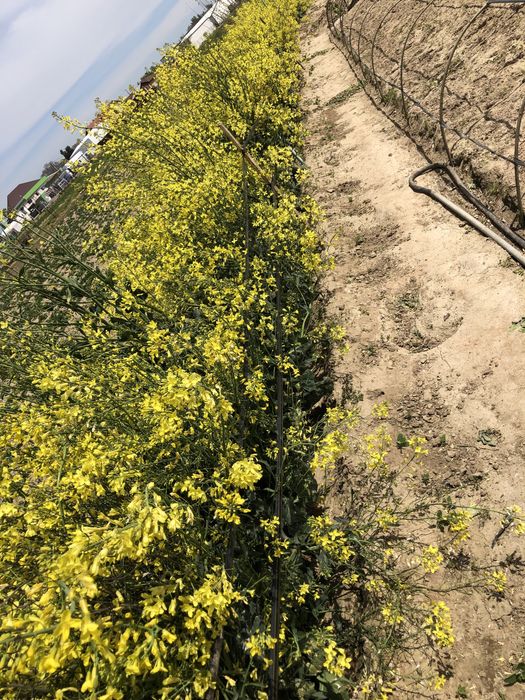 Vând boabe de răsad românesc