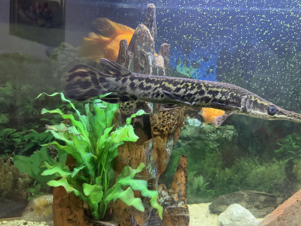 Щука/Alligator gar