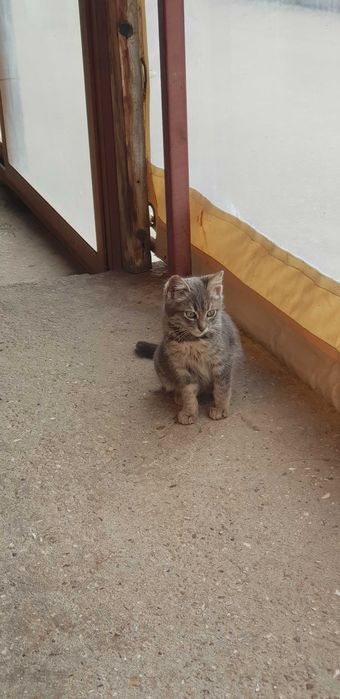 Подарявам спасено котенце – търси добър дом