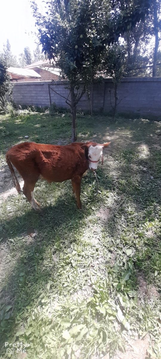 Grenfort navoscha sotladi