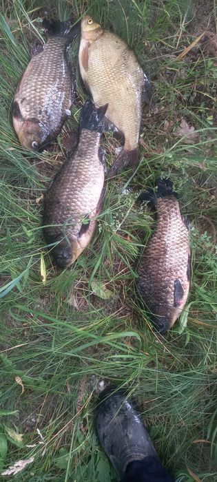 Продаётся дача за понтонным мостом С.О. Черемушки выходом на протоку