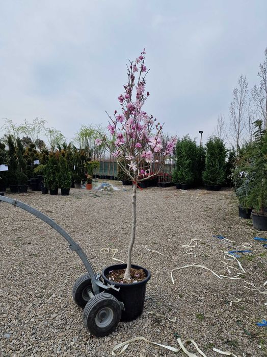 Plante Ornamentale De orice specie Oriunde In tara