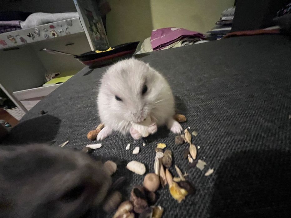 Hamsteri la 12 lei bucata