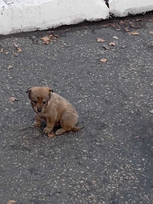 Щенкам срочно нужен дом! Срочно!