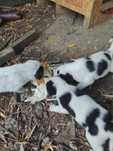 Donez Catelusi mici