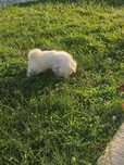 Se vinde bichon maltez