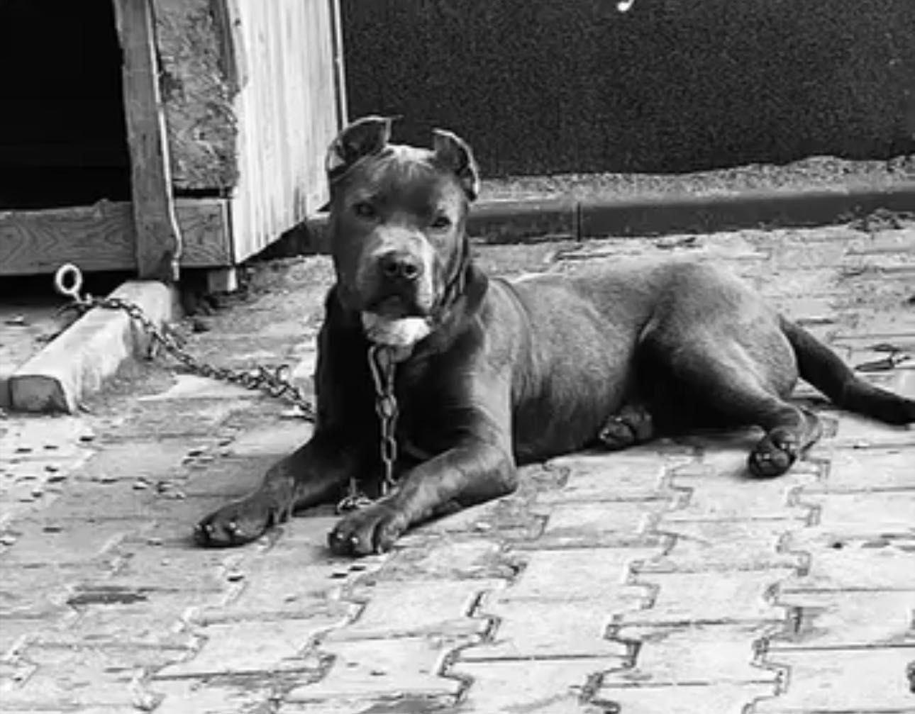 Питбул blue nose