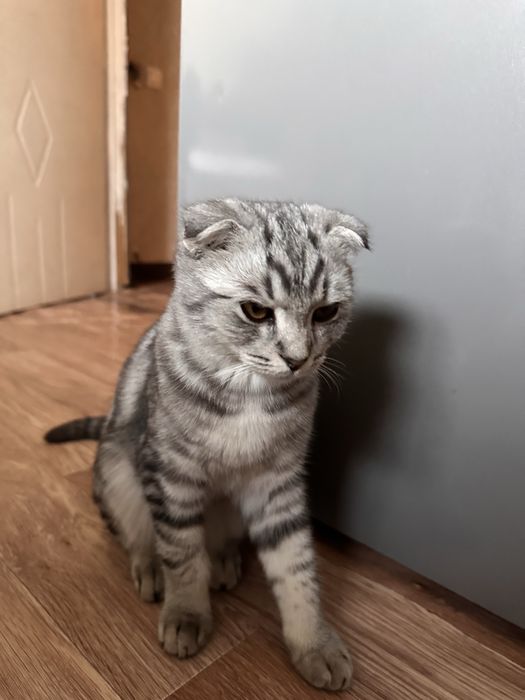 шотландская вислоухая кошка