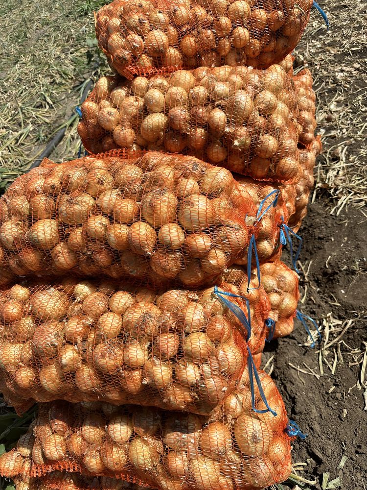 Ceapa uscata recolta noua