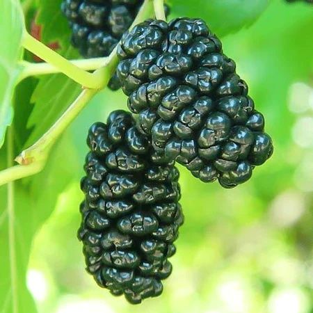 Pomi Fructiferi (Dud Negru Și Dud Alb )