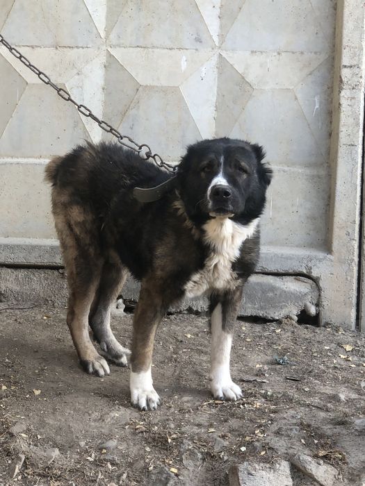 Turkman Alabay va Kavkazki Ovcharka
