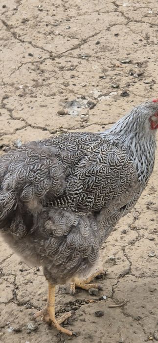 2 gaini de vânzare