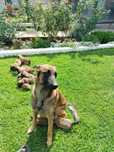 Donez catelusi Malinois